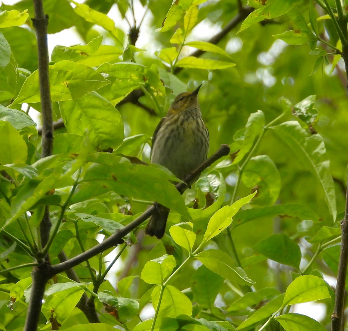 Cape May Warbler - ML619050395