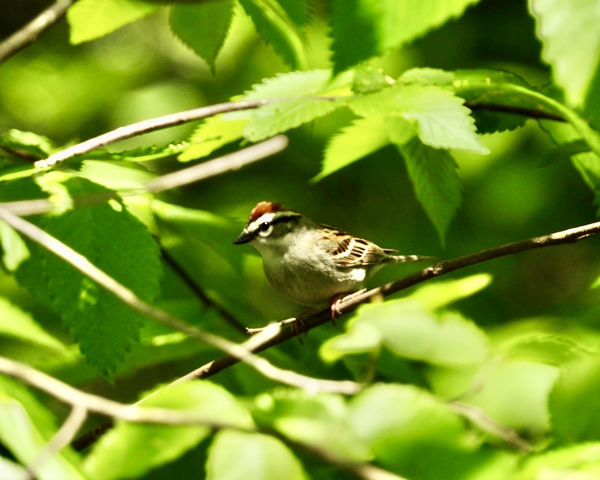 Chipping Sparrow - ML619050405