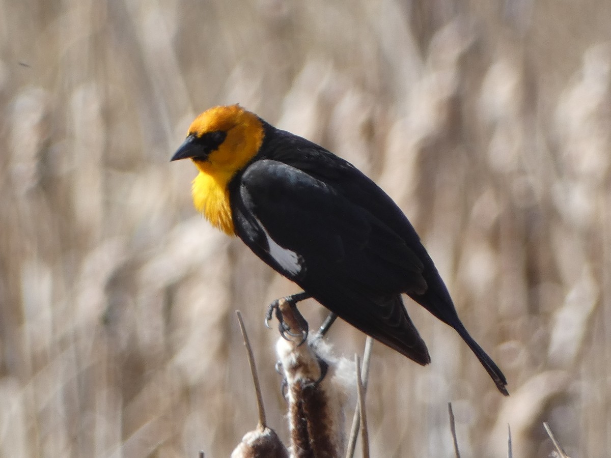 Yellow-headed Blackbird - ML619050409