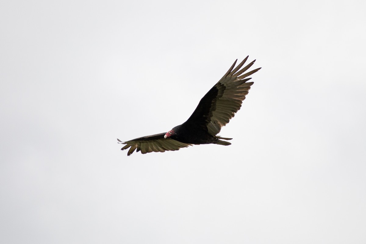 Turkey Vulture - ML619050416