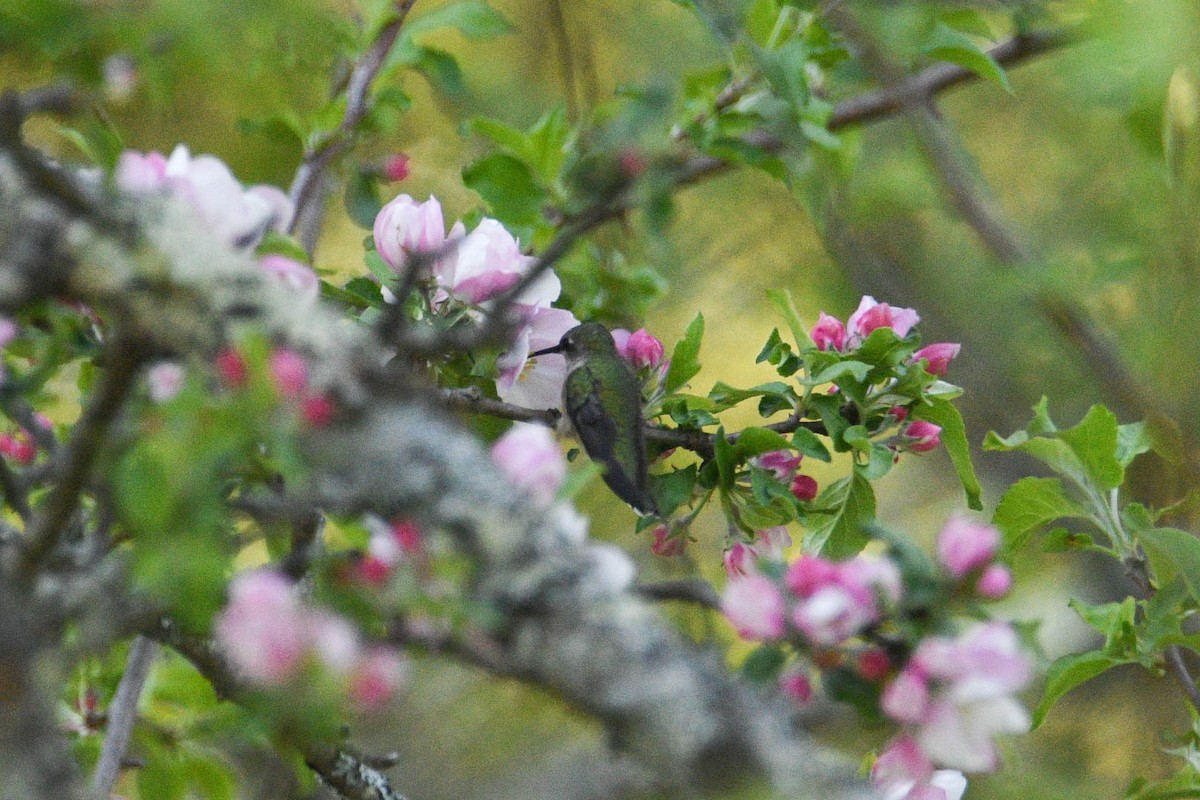 Ruby-throated Hummingbird - ML619050471