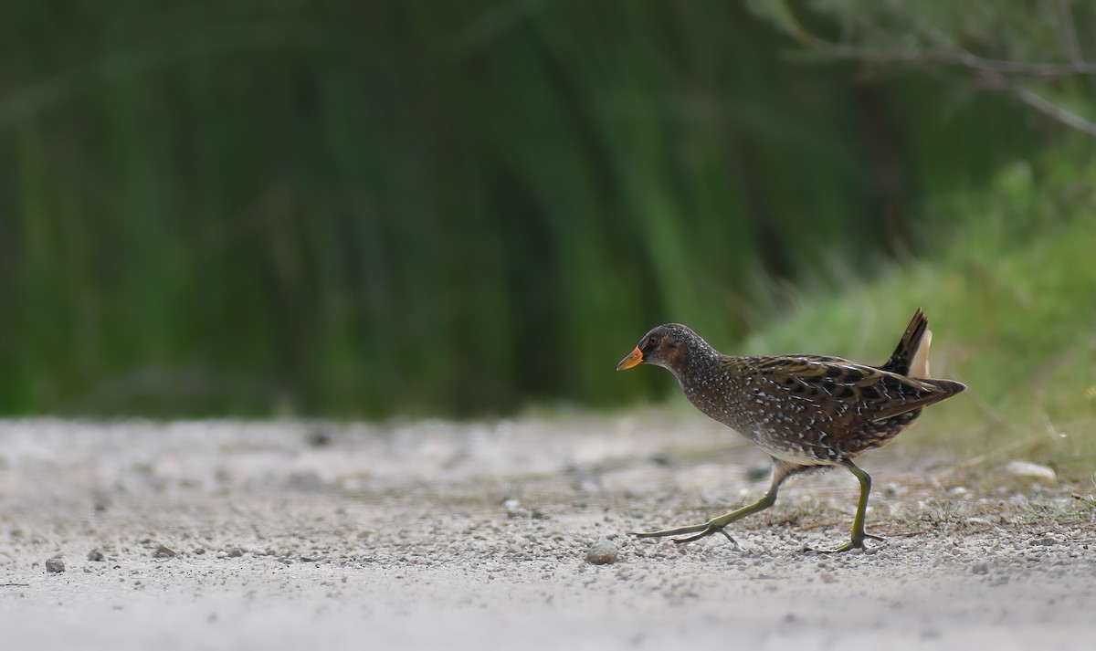 Spotted Crake - ML619050472