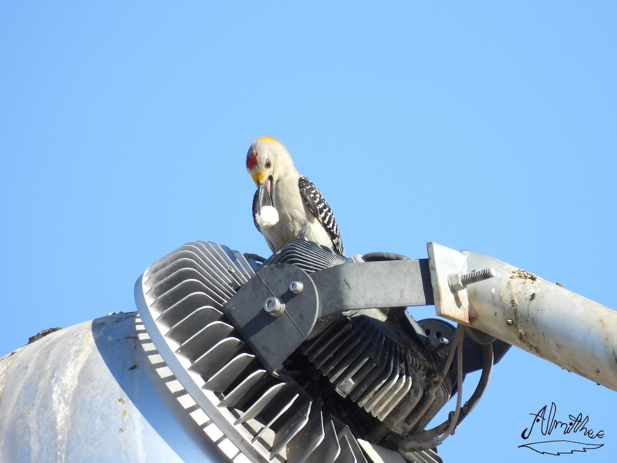 Golden-fronted Woodpecker - ML619050488
