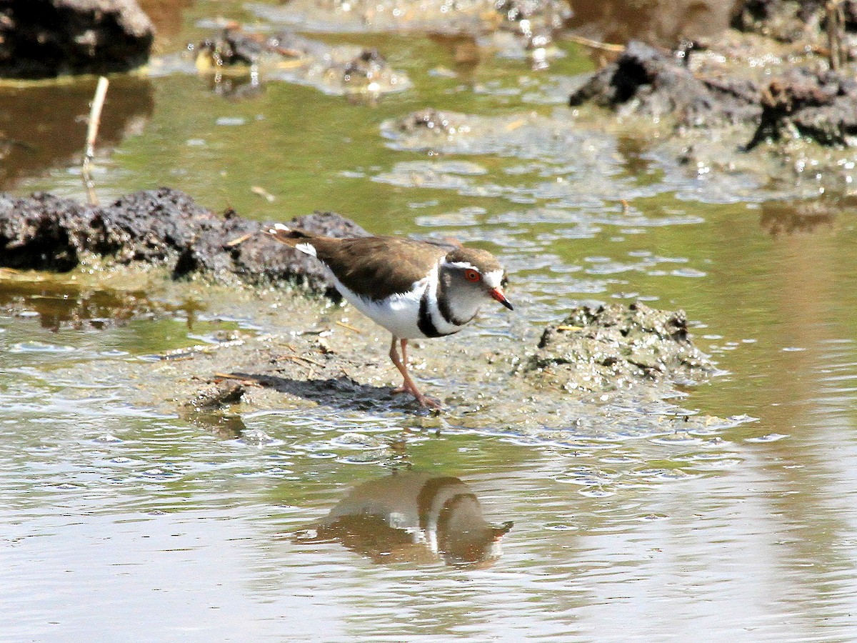 Three-banded Plover - ML619050555