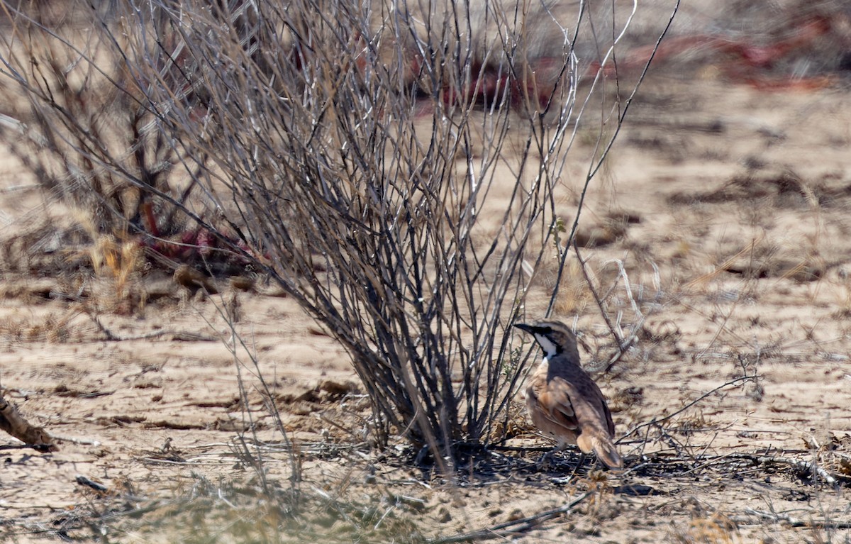 Cinnamon Quail-thrush - ML619050561