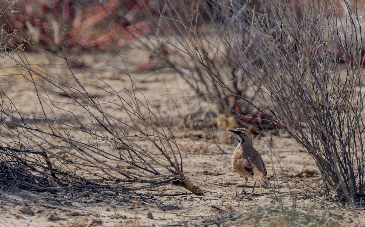 Cinnamon Quail-thrush - ML619050563