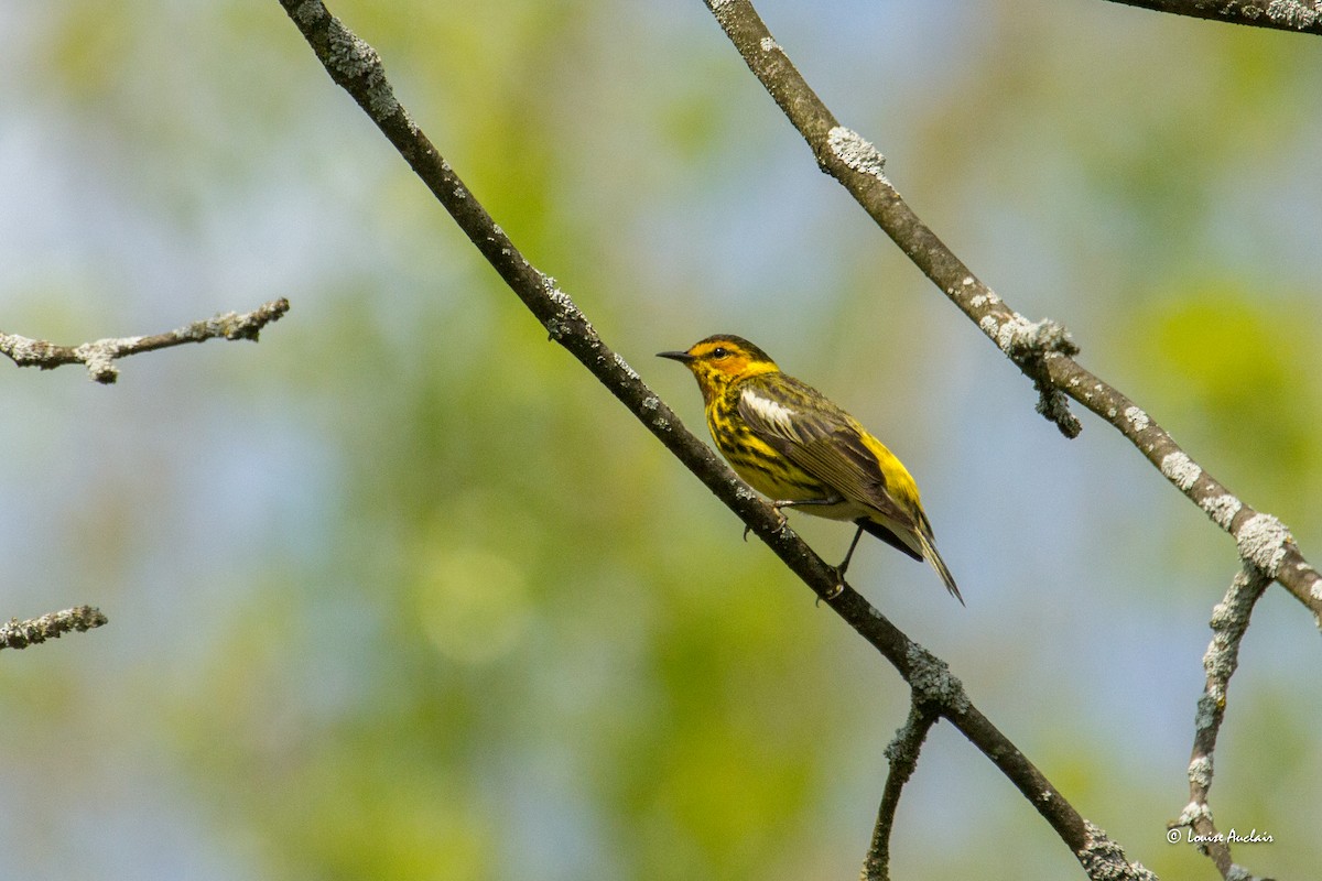 Cape May Warbler - ML619050567