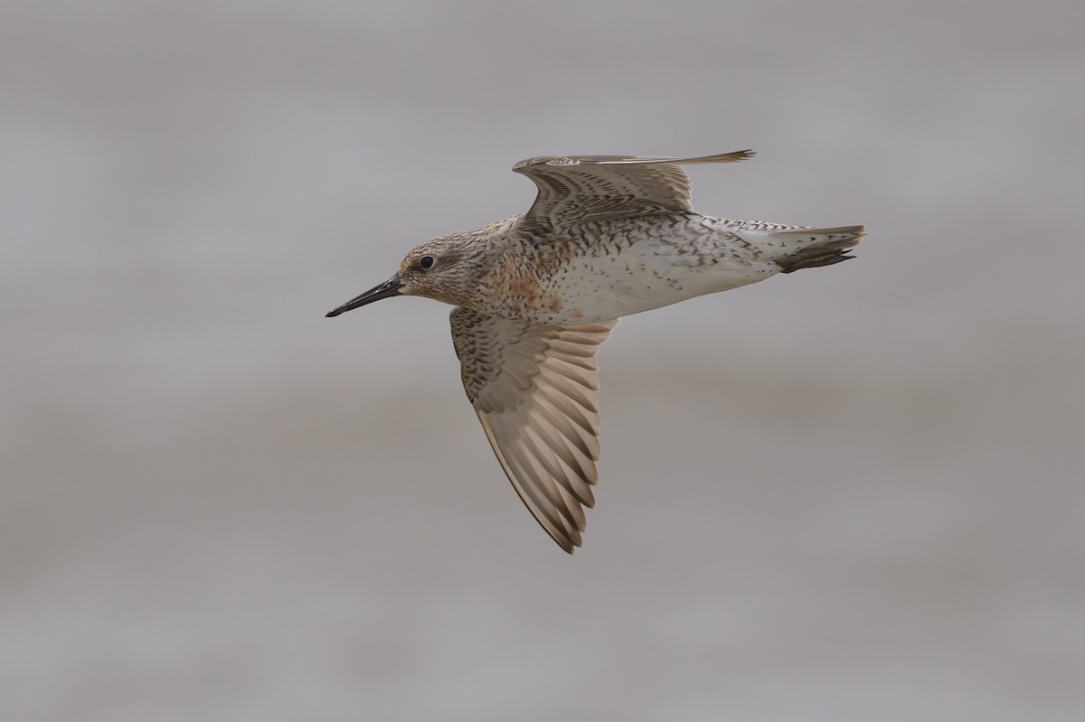 Red Knot - ML619050584
