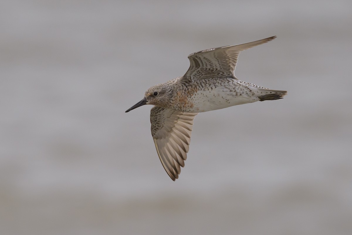 Red Knot - ML619050585