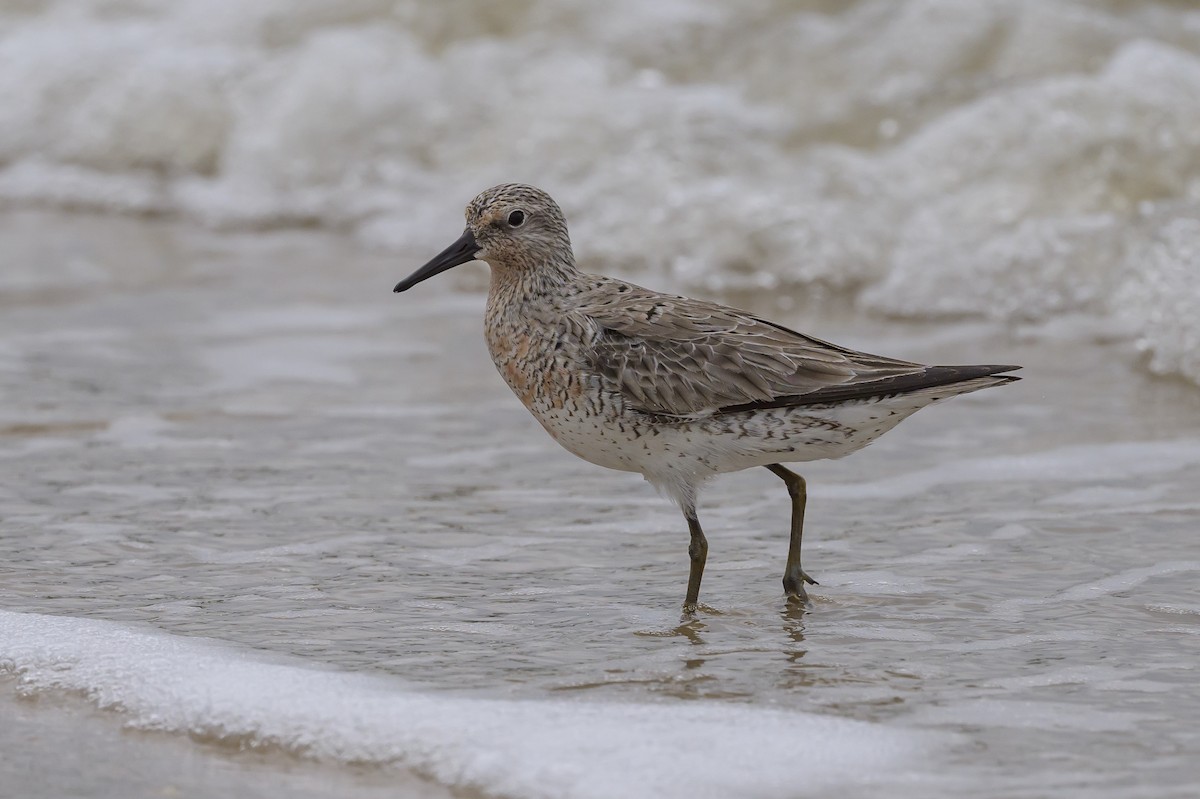 Red Knot - ML619050586