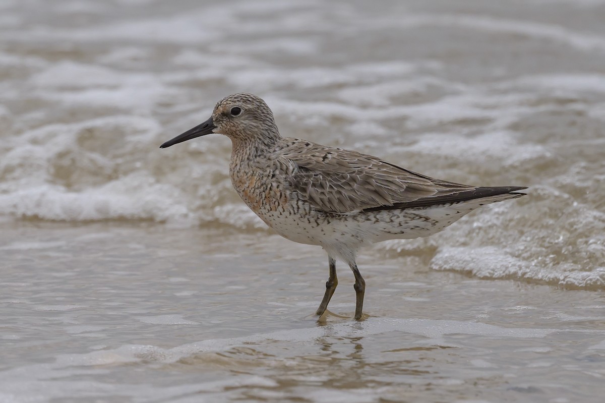 Red Knot - ML619050588