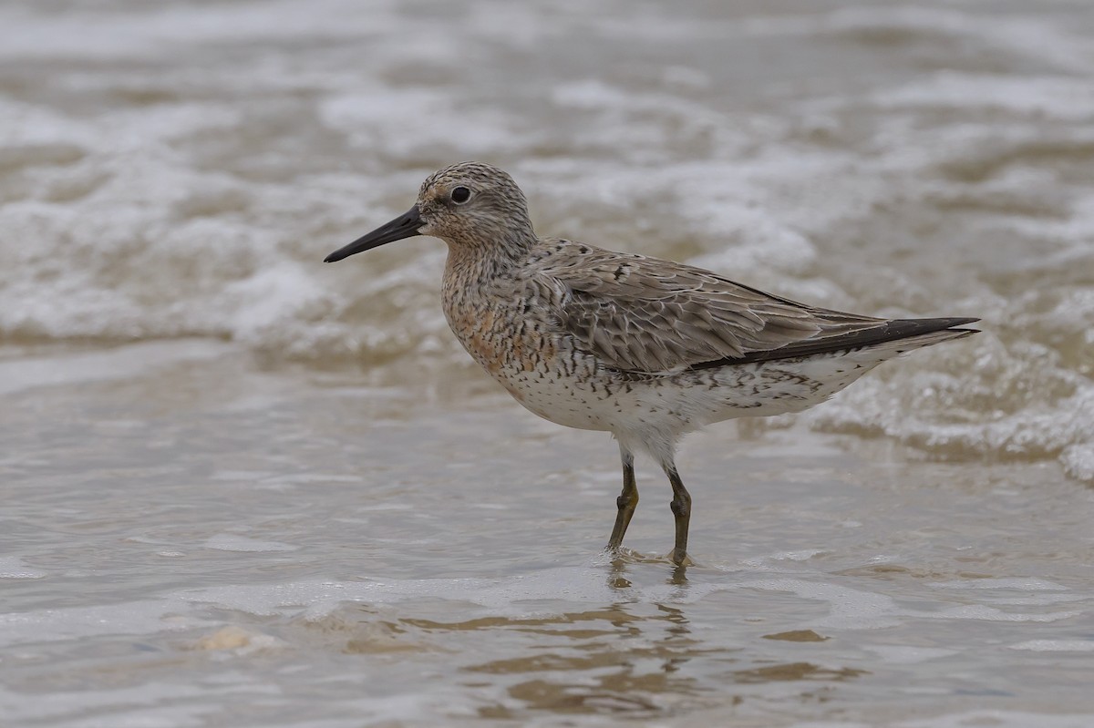 Red Knot - ML619050589