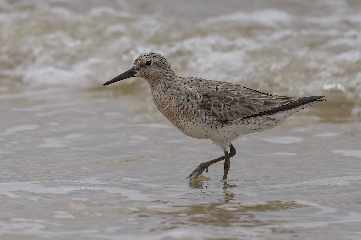 Red Knot - ML619050590
