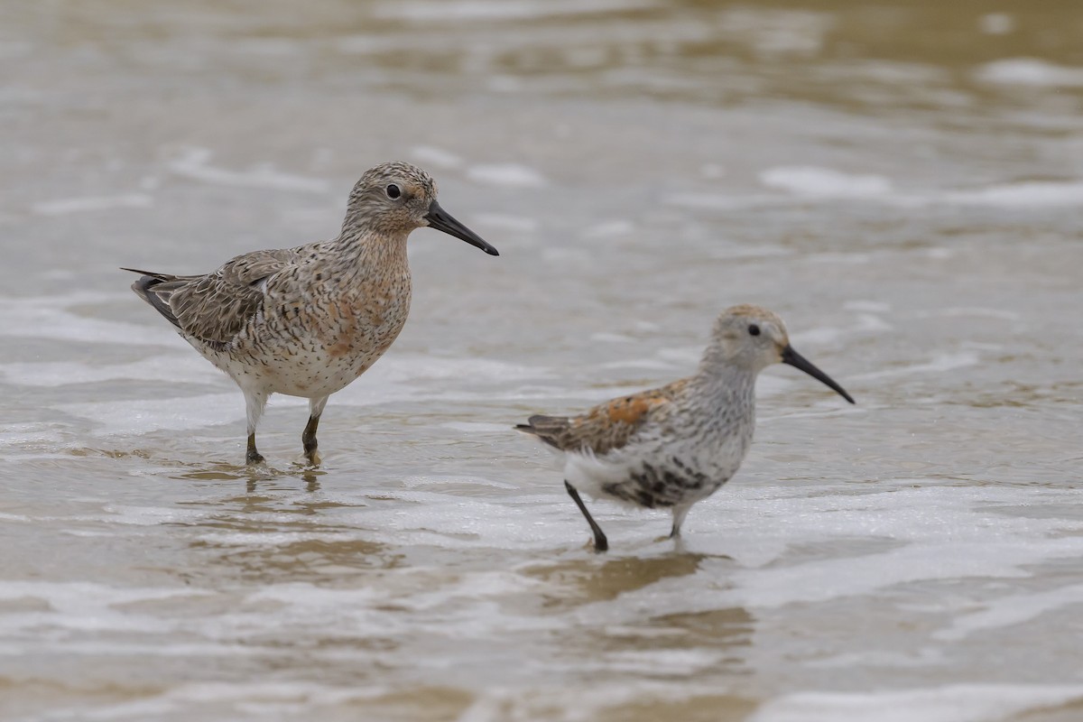 Red Knot - ML619050592