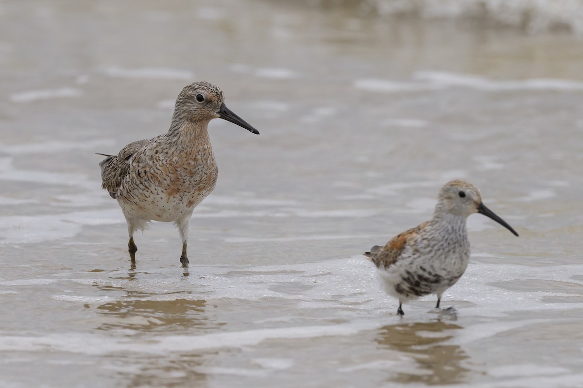 Red Knot - ML619050593