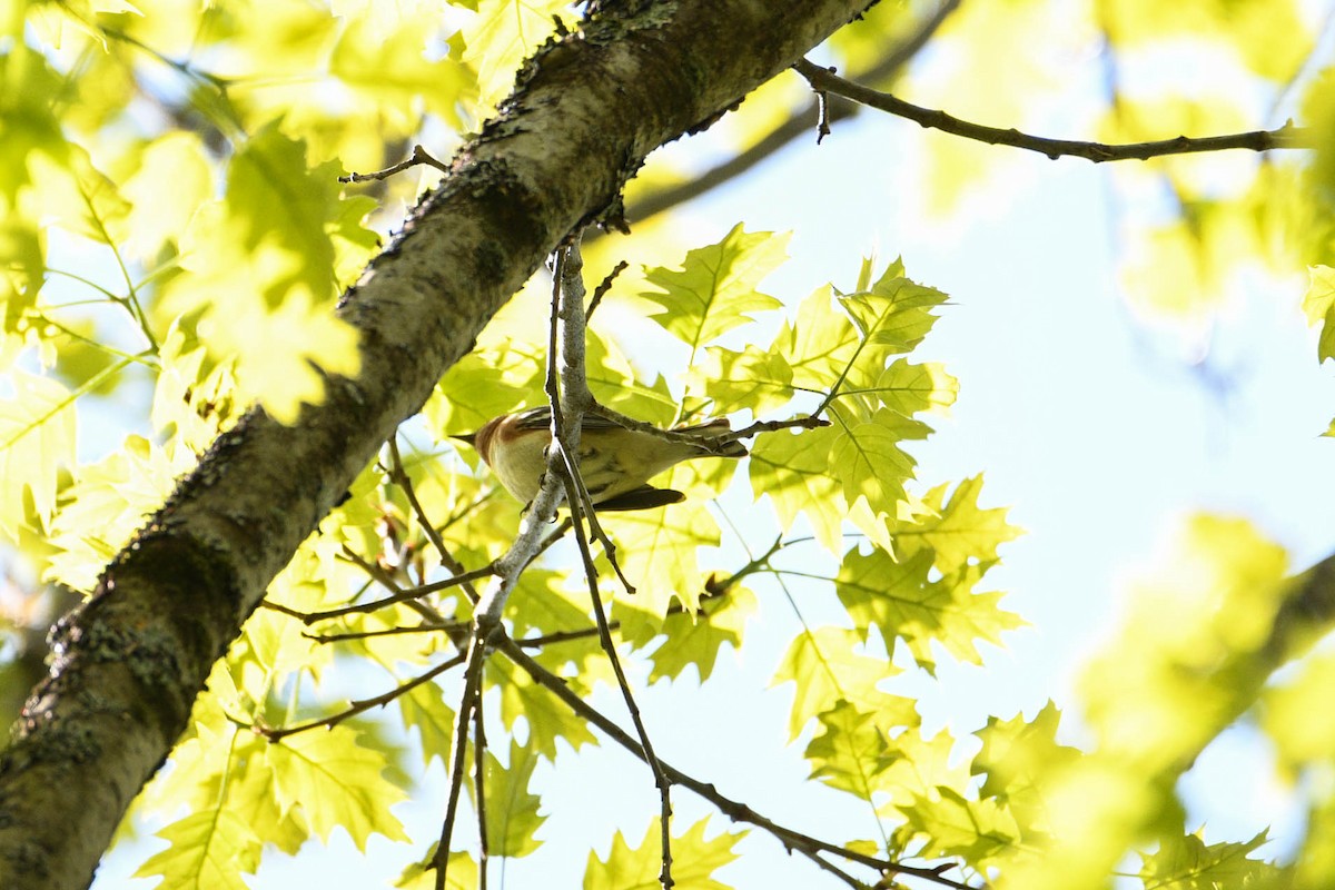 Bay-breasted Warbler - Donna  Ellis