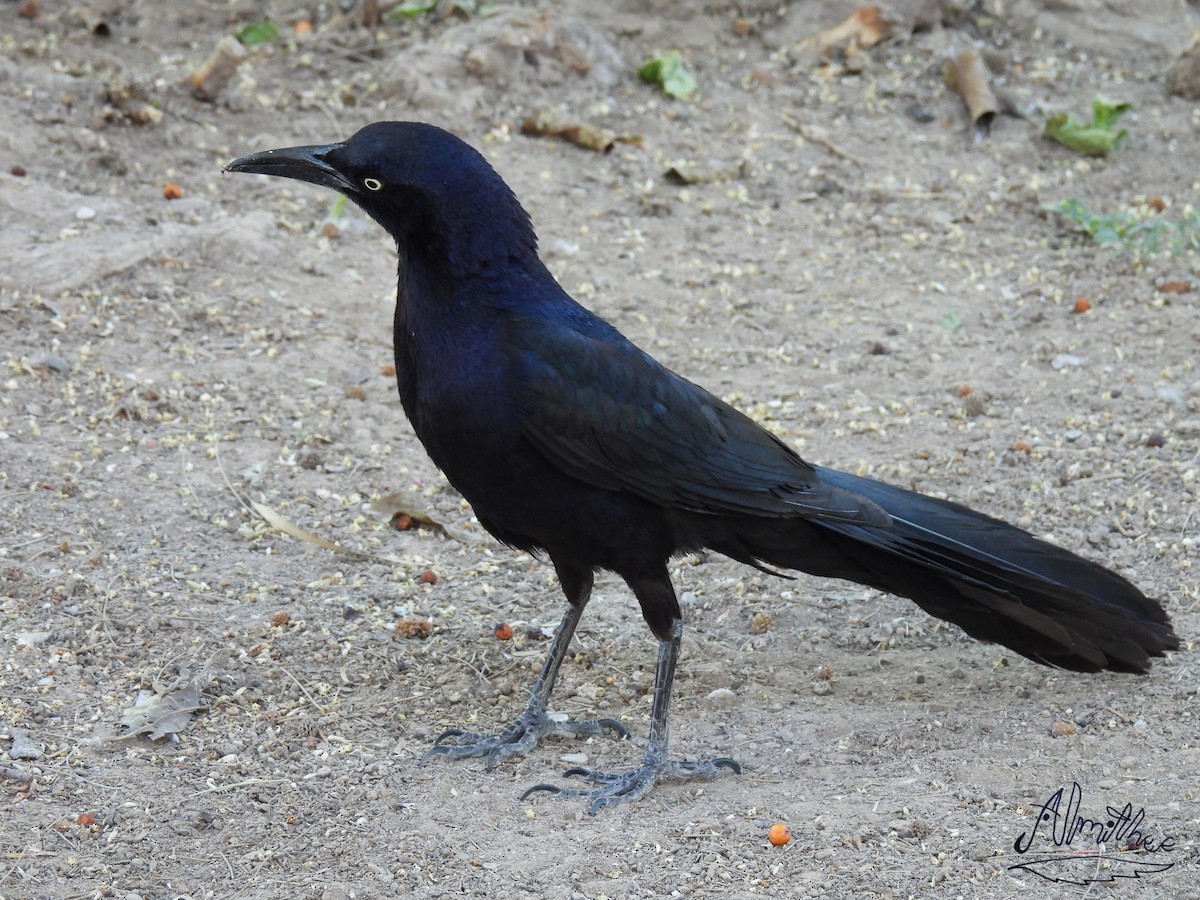 Great-tailed Grackle - ML619050656