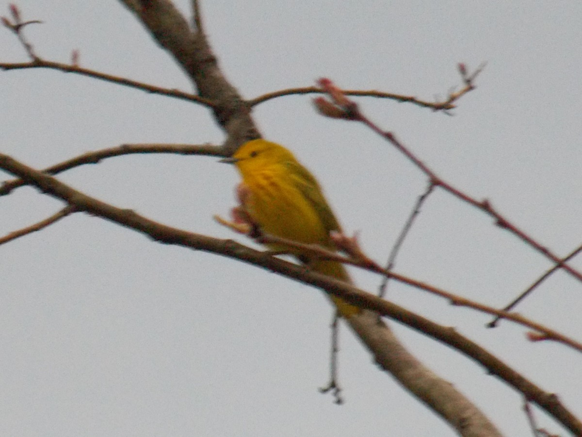 Yellow Warbler - ML619050677