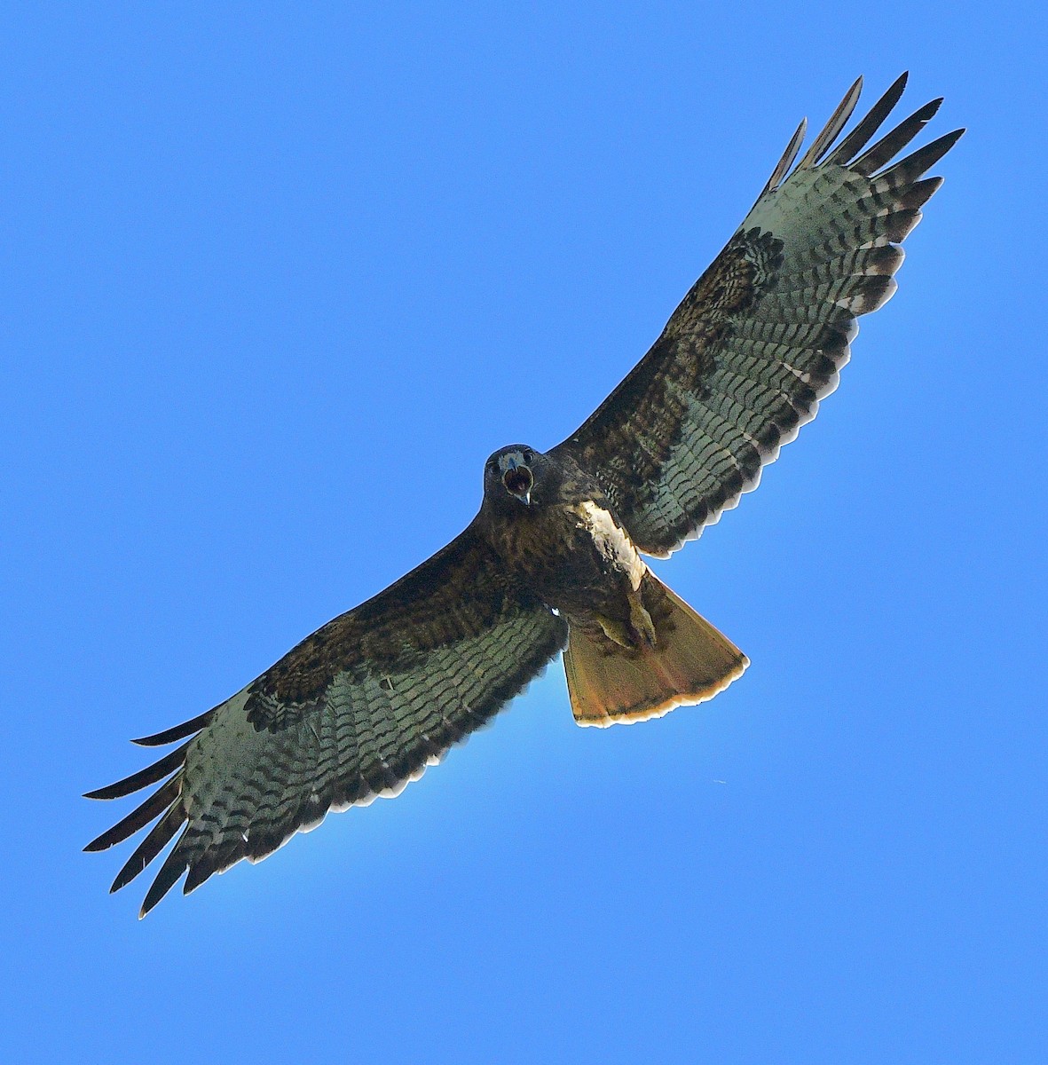 Red-tailed Hawk - ML619050697