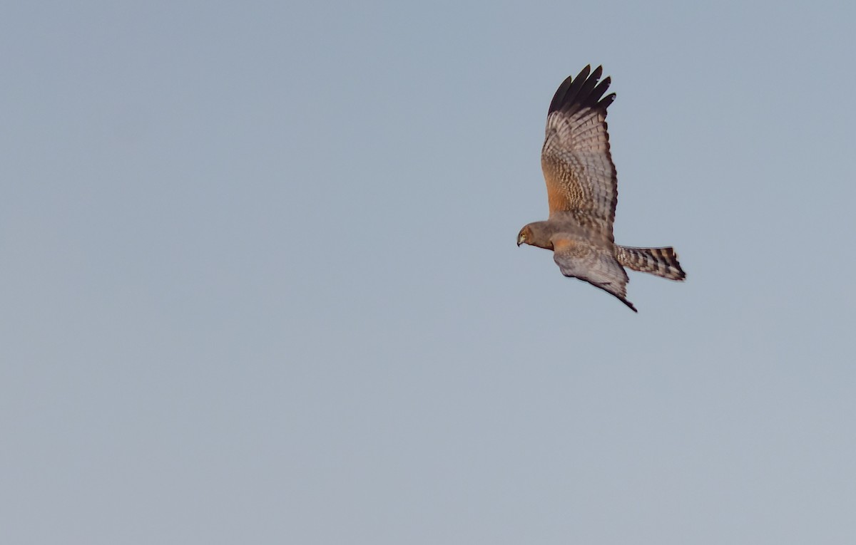 Spotted Harrier - ML619050720