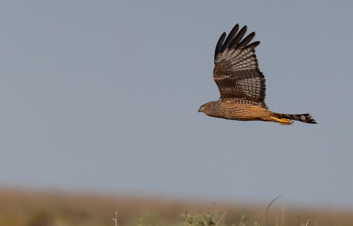 Spotted Harrier - ML619050721
