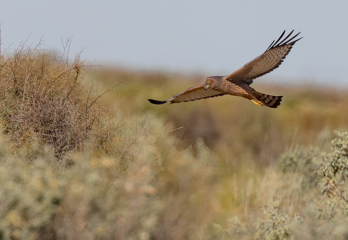 Spotted Harrier - ML619050722