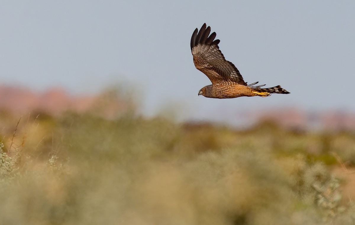 Spotted Harrier - ML619050724