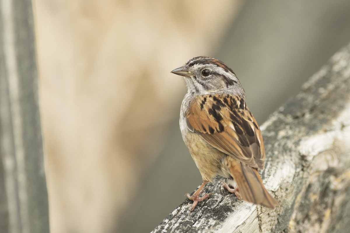 Swamp Sparrow - ML619050756