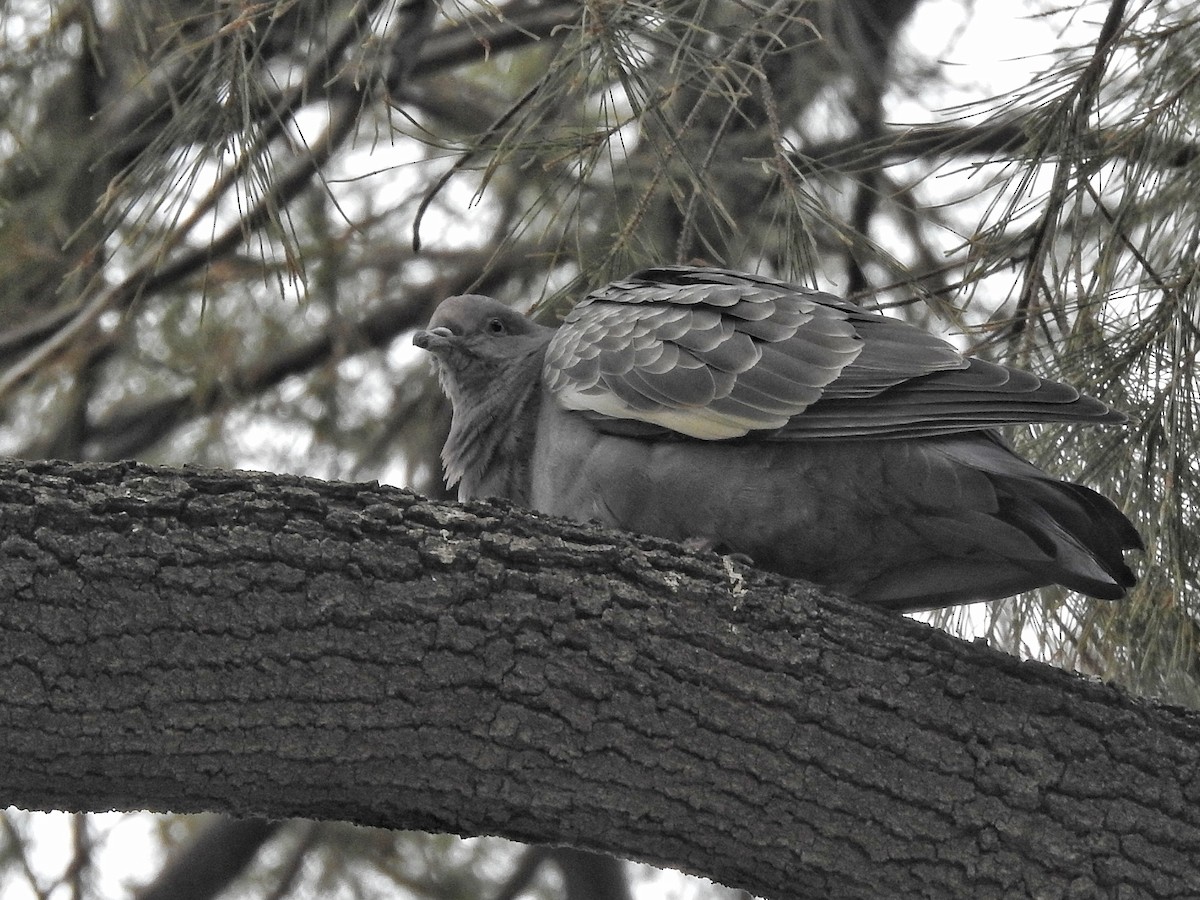 Spot-winged Pigeon - ML619050796