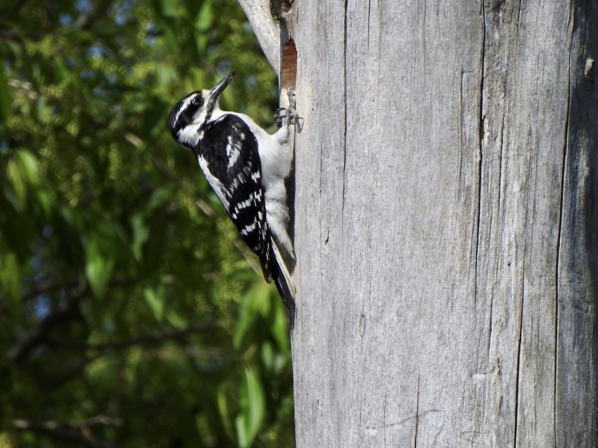 Downy Woodpecker (Eastern) - ML619050804