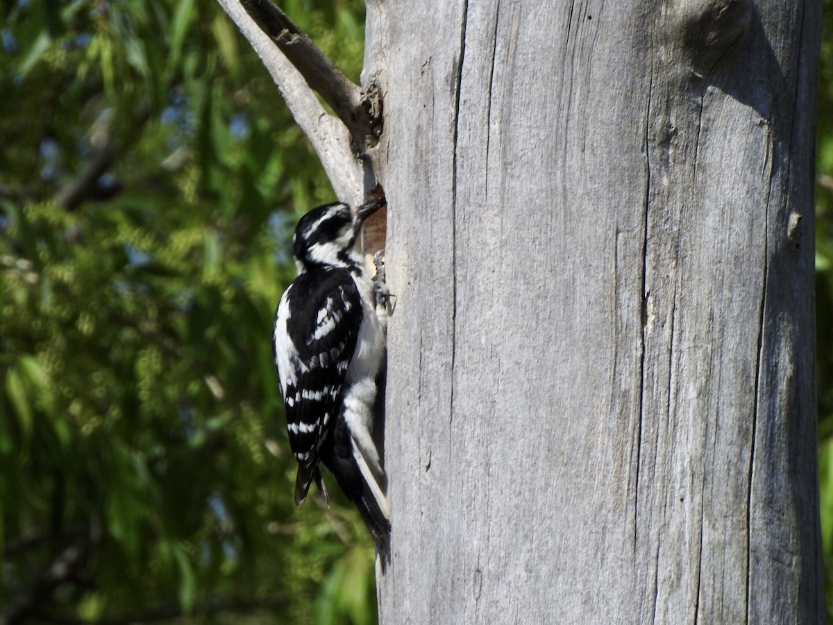 Downy Woodpecker (Eastern) - ML619050805