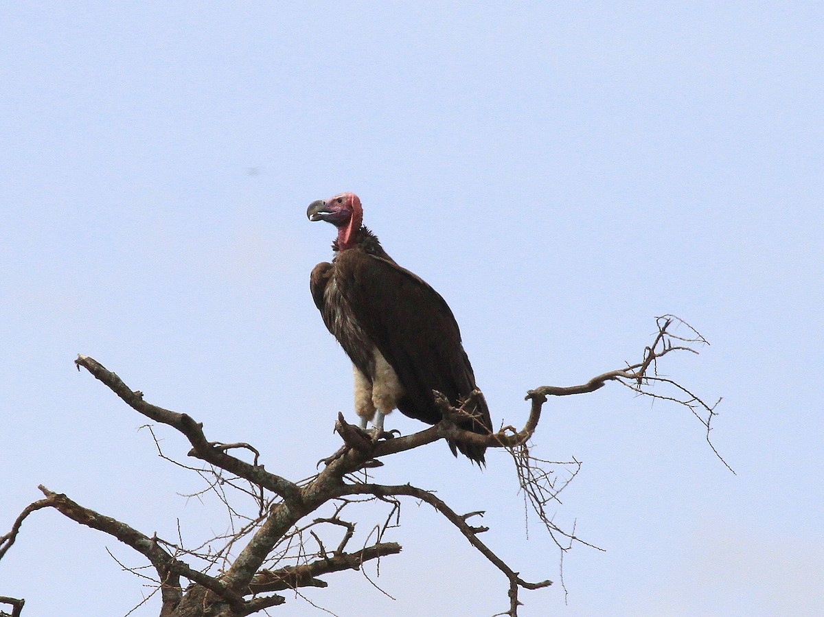 Lappet-faced Vulture - ML619050873