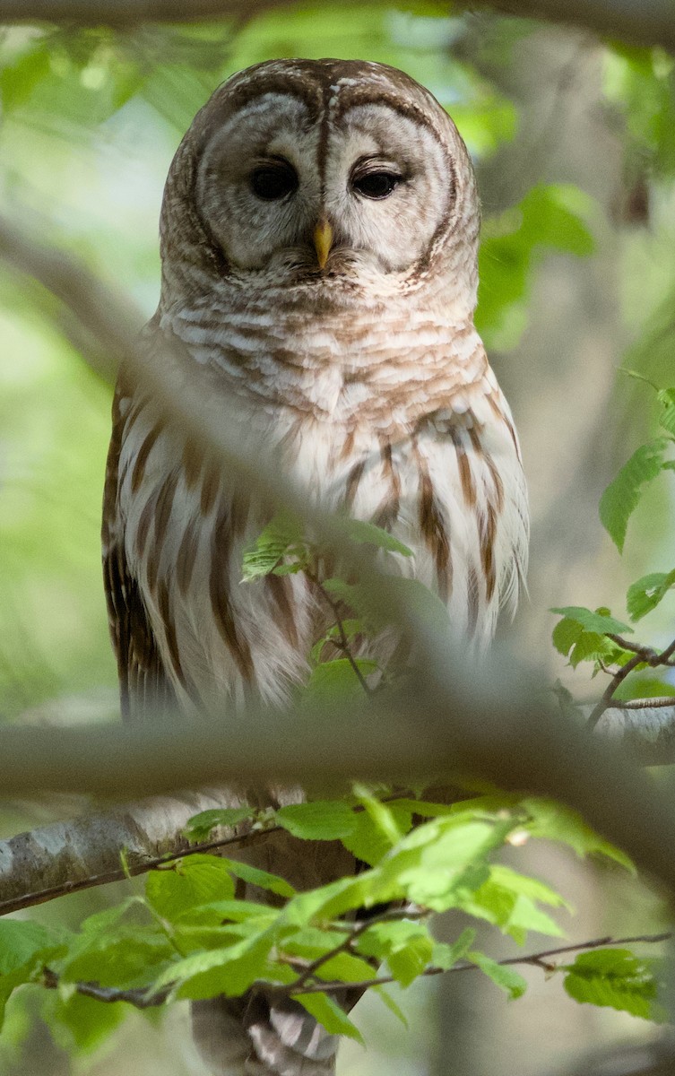 Barred Owl - Alan Desbonnet