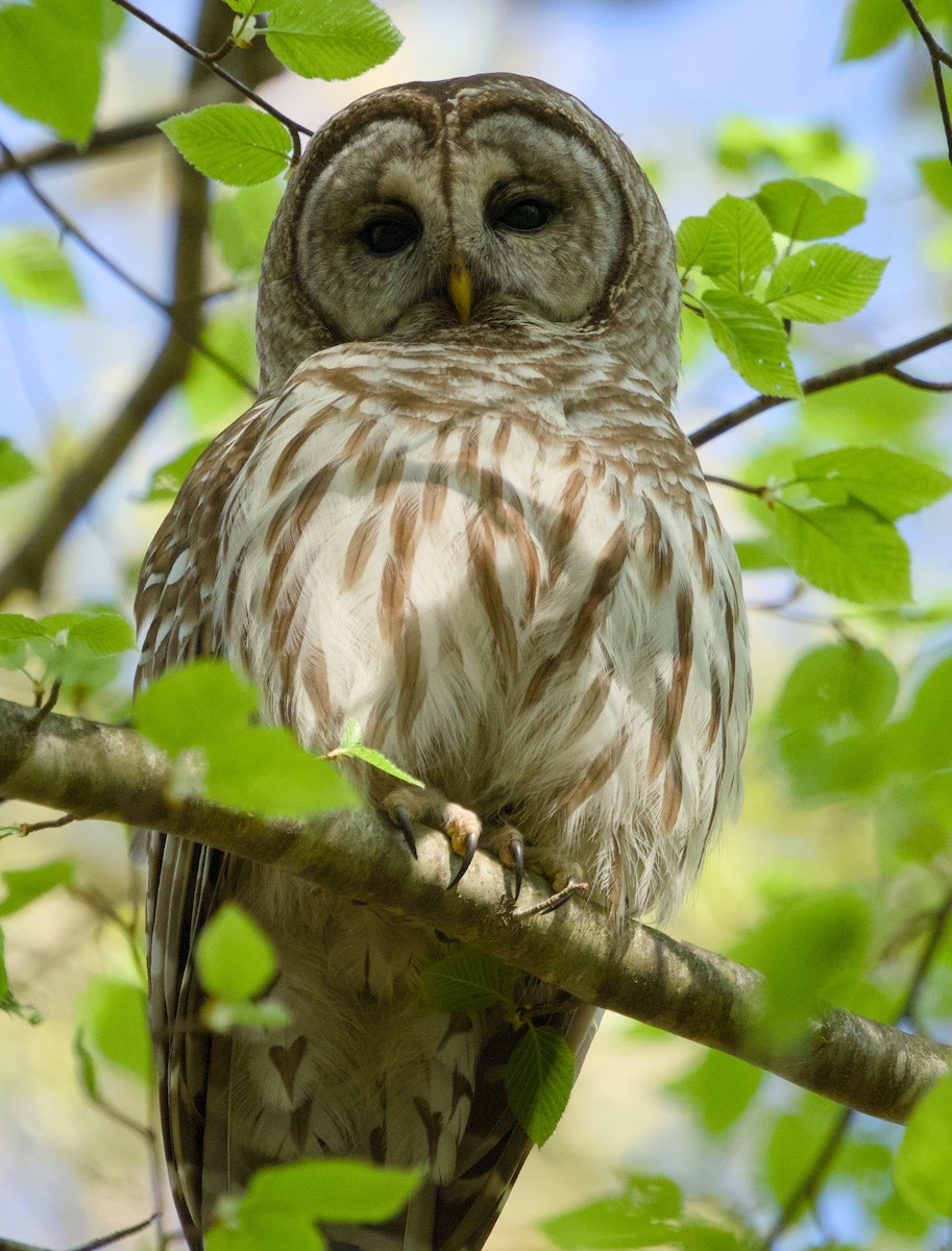 Barred Owl - ML619050900