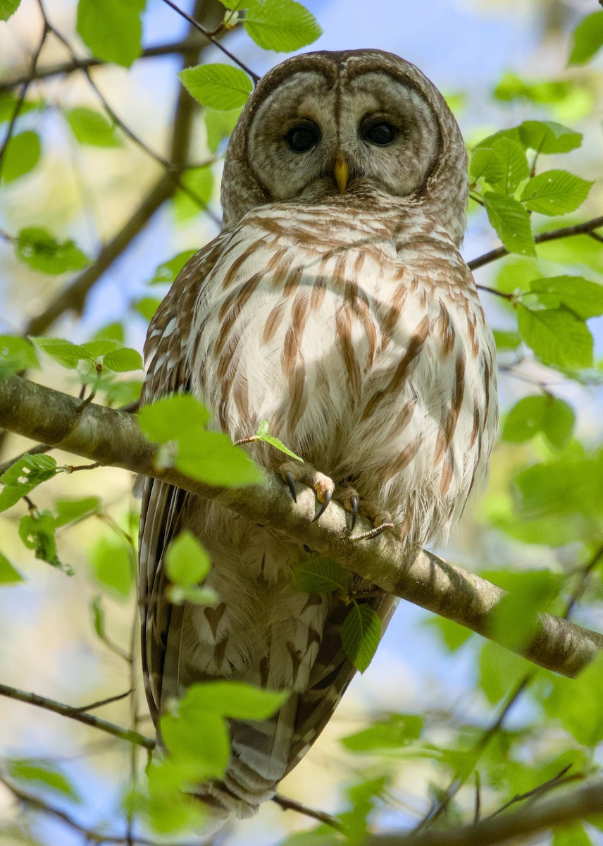 Barred Owl - ML619050901