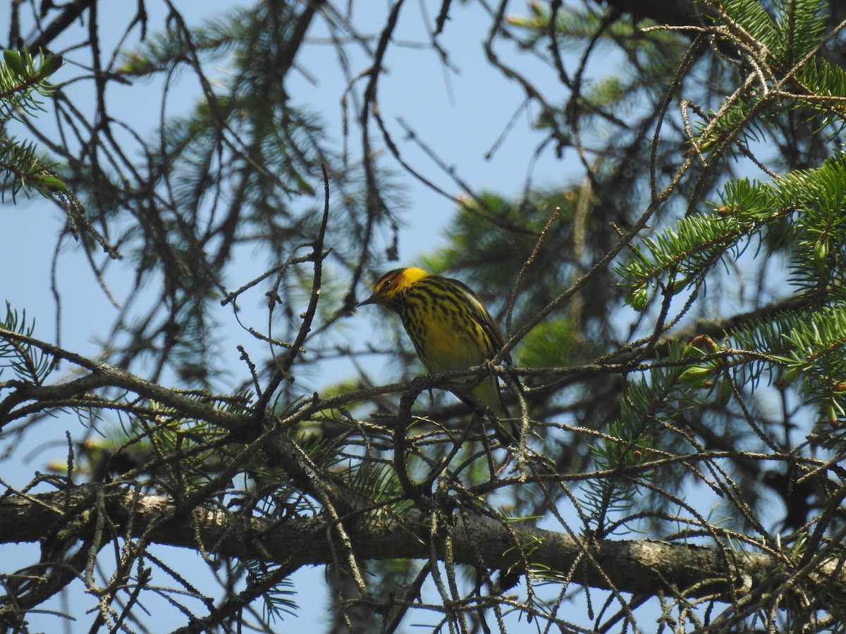Cape May Warbler - ML619050913