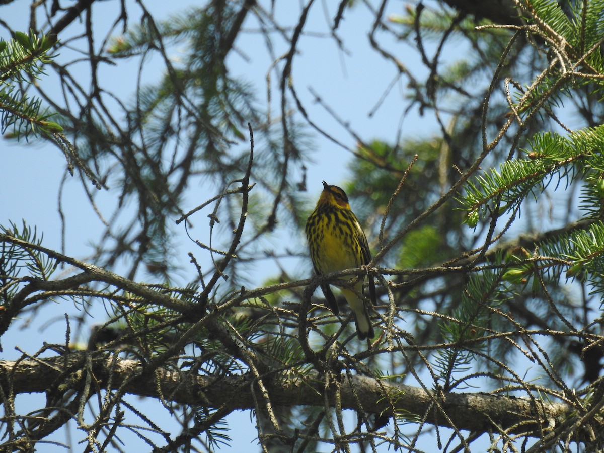 Cape May Warbler - ML619050914