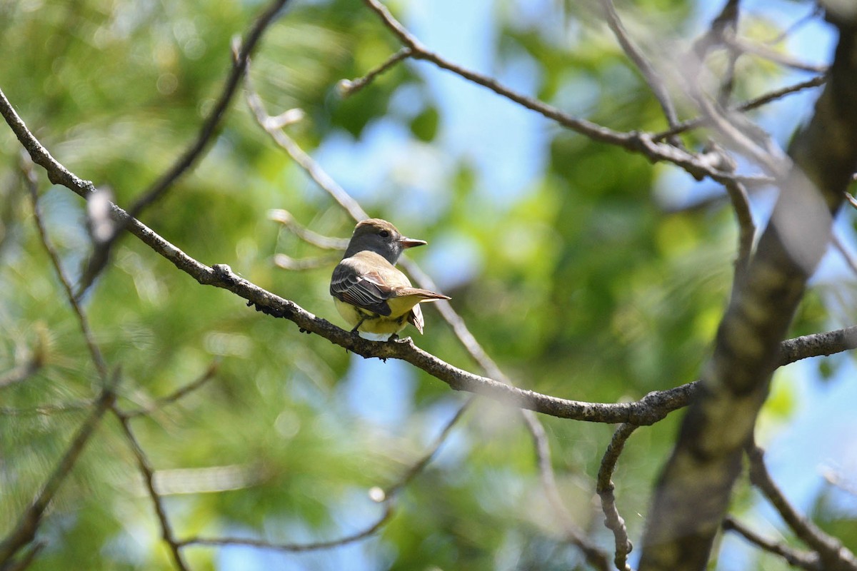 Great Crested Flycatcher - ML619050929