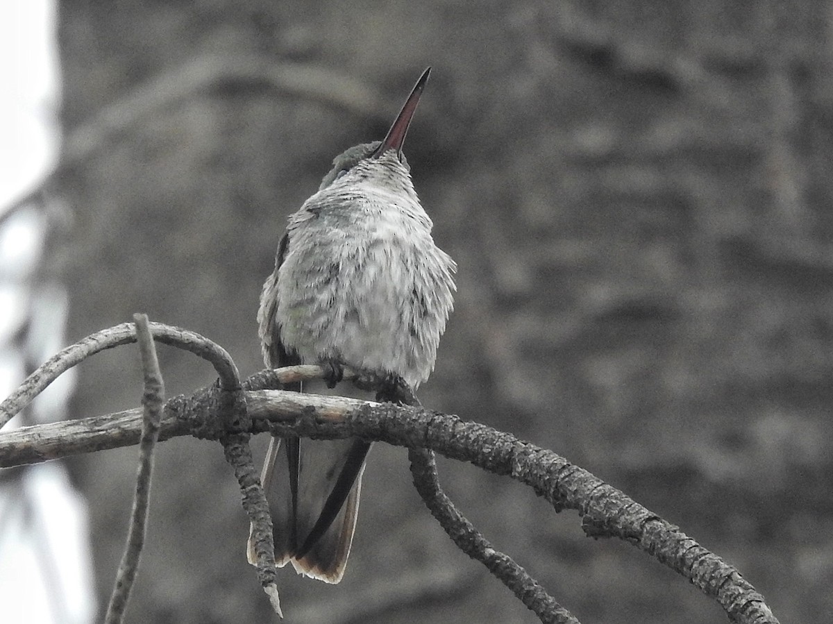 White-bellied Hummingbird - ML619050935