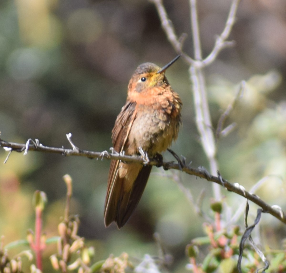kolibřík duhovohřbetý - ML619050977