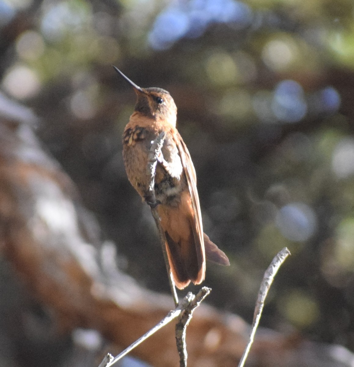 kolibřík duhovohřbetý - ML619050980