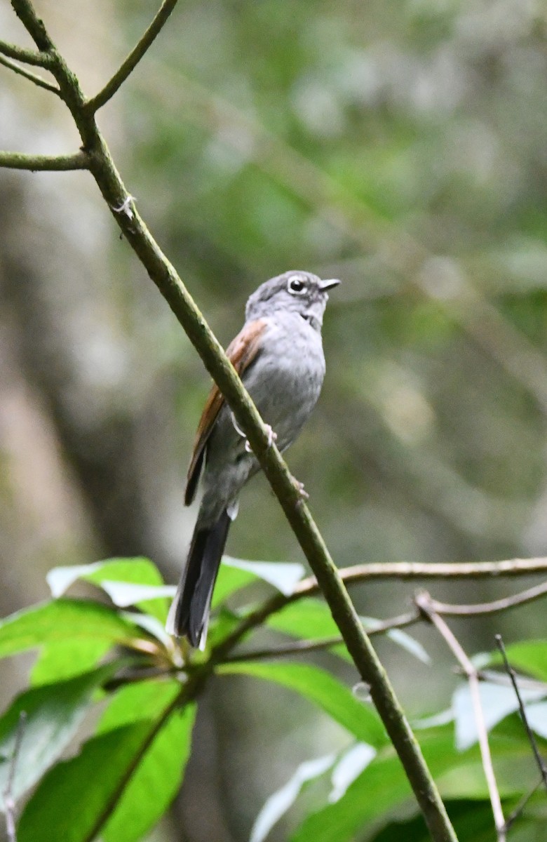 Brown-backed Solitaire - ML619050981