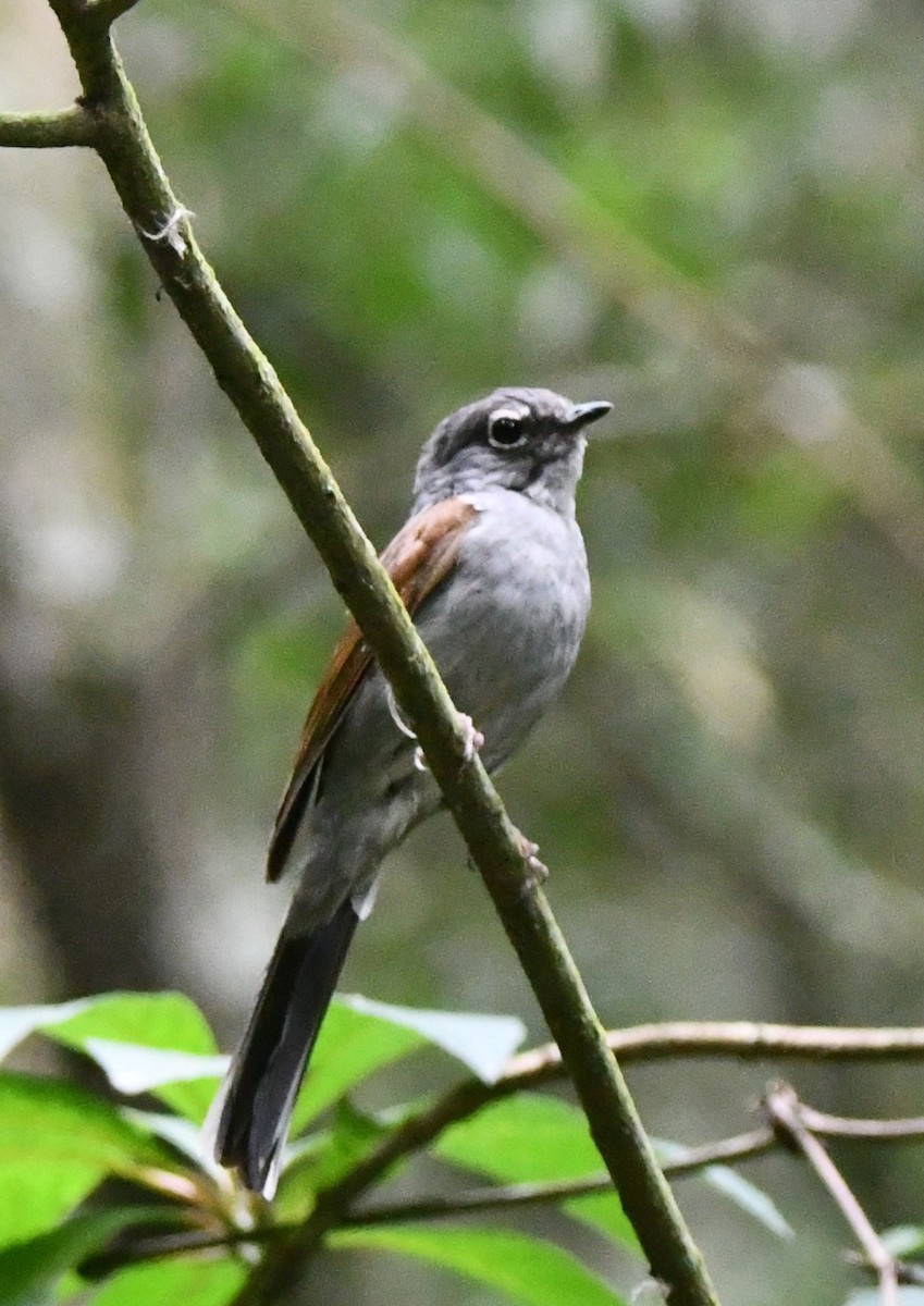 Brown-backed Solitaire - ML619050983