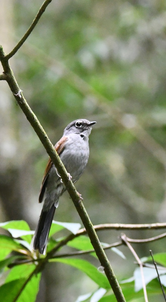 Brown-backed Solitaire - ML619050984