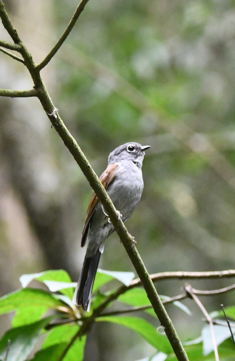 Brown-backed Solitaire - ML619050985