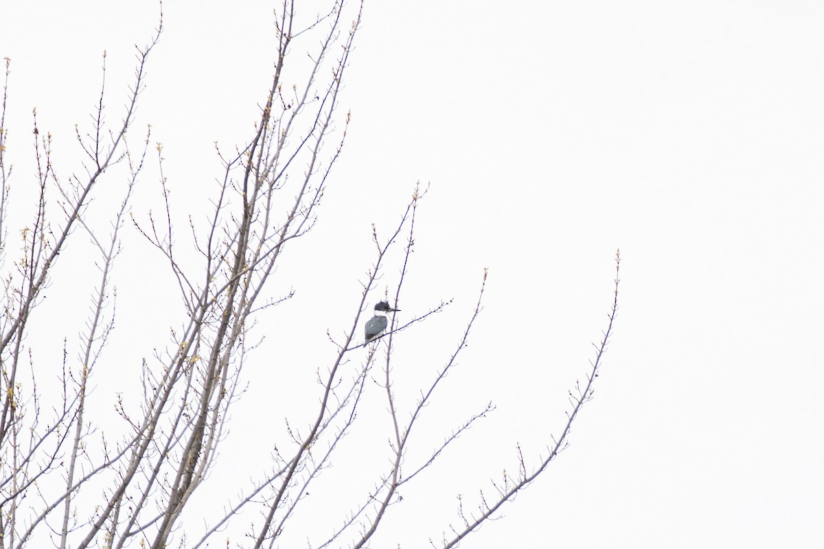 Belted Kingfisher - ML619050999