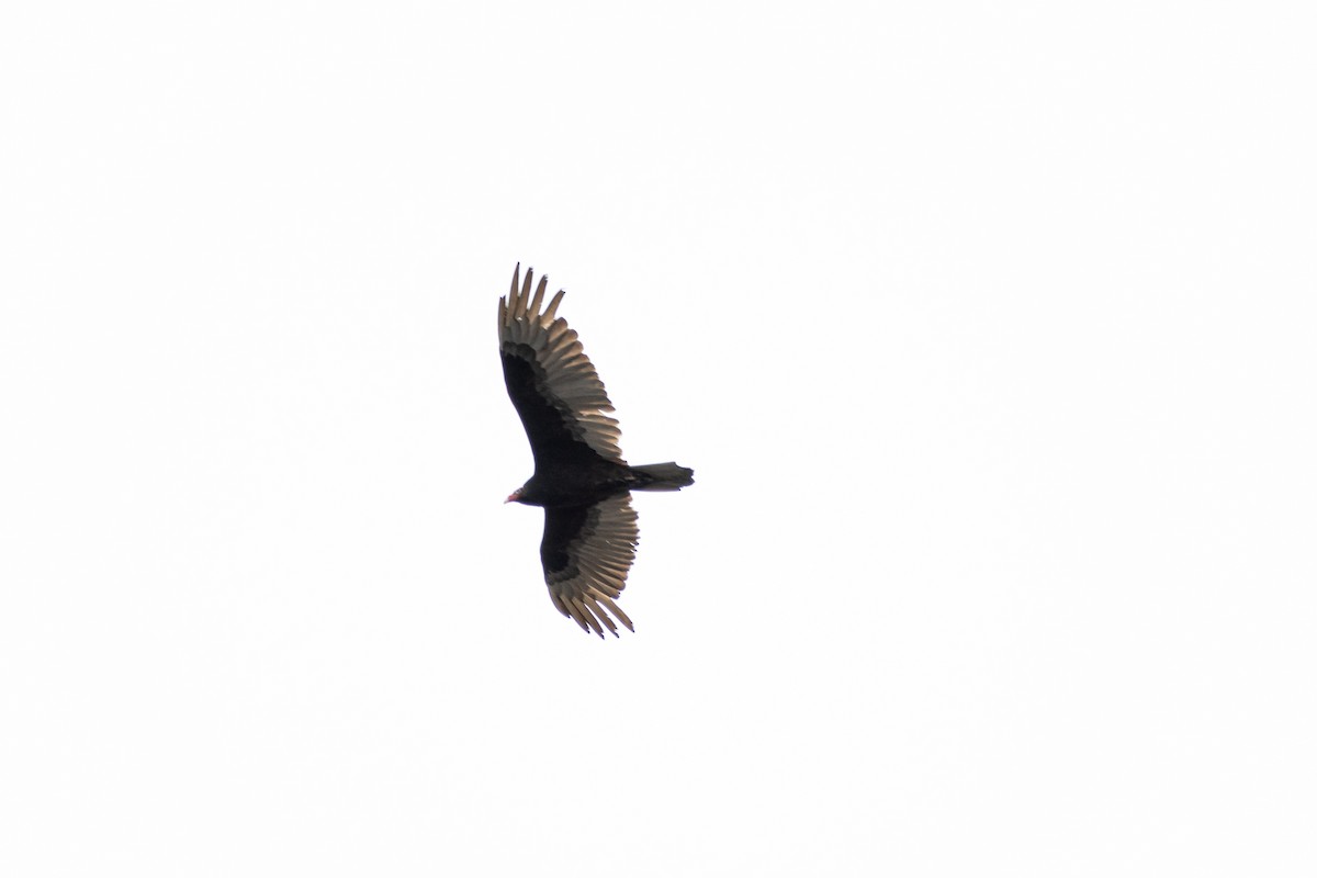 Turkey Vulture - ML619051029