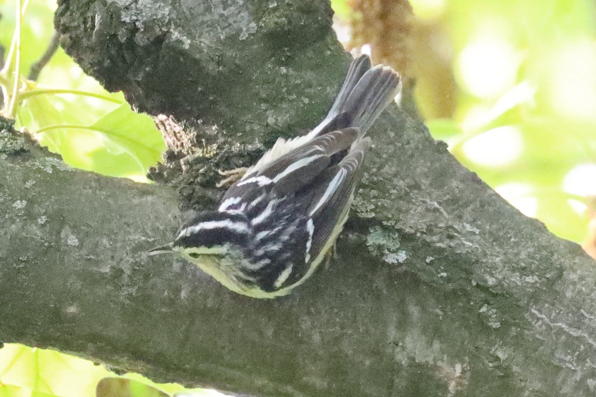 Black-and-white Warbler - ML619051086