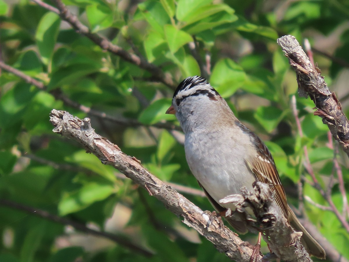 White-crowned Sparrow - ML619051106