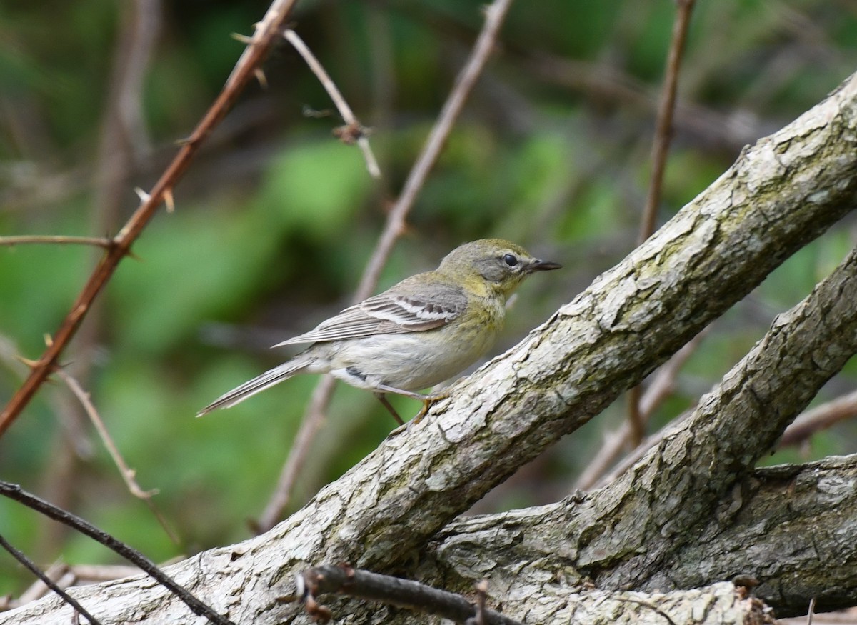 Bay-breasted Warbler - ML619051122